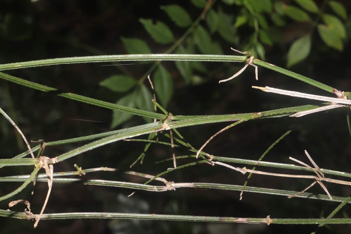 Rubia cordifolia L.